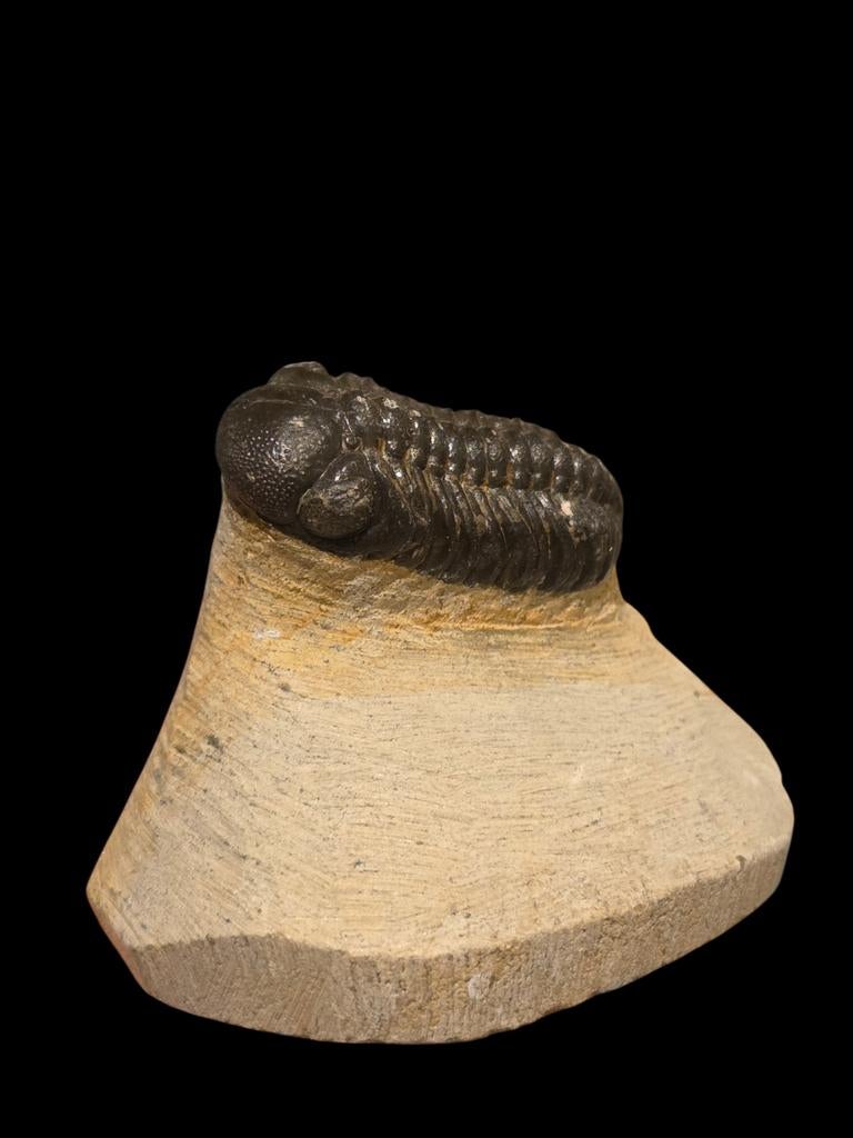 Prachtige trilobiet uit marokko 6 cm matrix., Verzamelen, Mineralen en Fossielen, Ophalen of Verzenden, Fossiel