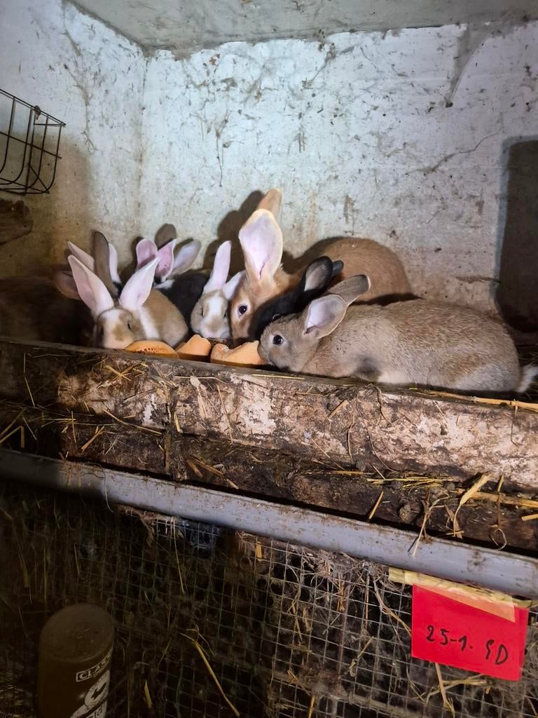 Vleeskonijnen van 7 weken tot 6 kg, Dieren en Toebehoren