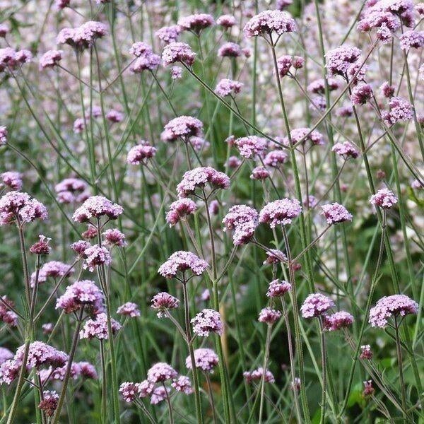 Thymus ,Viola ,Veronica ,Verbena, Tuin en Terras, Ophalen of Verzenden