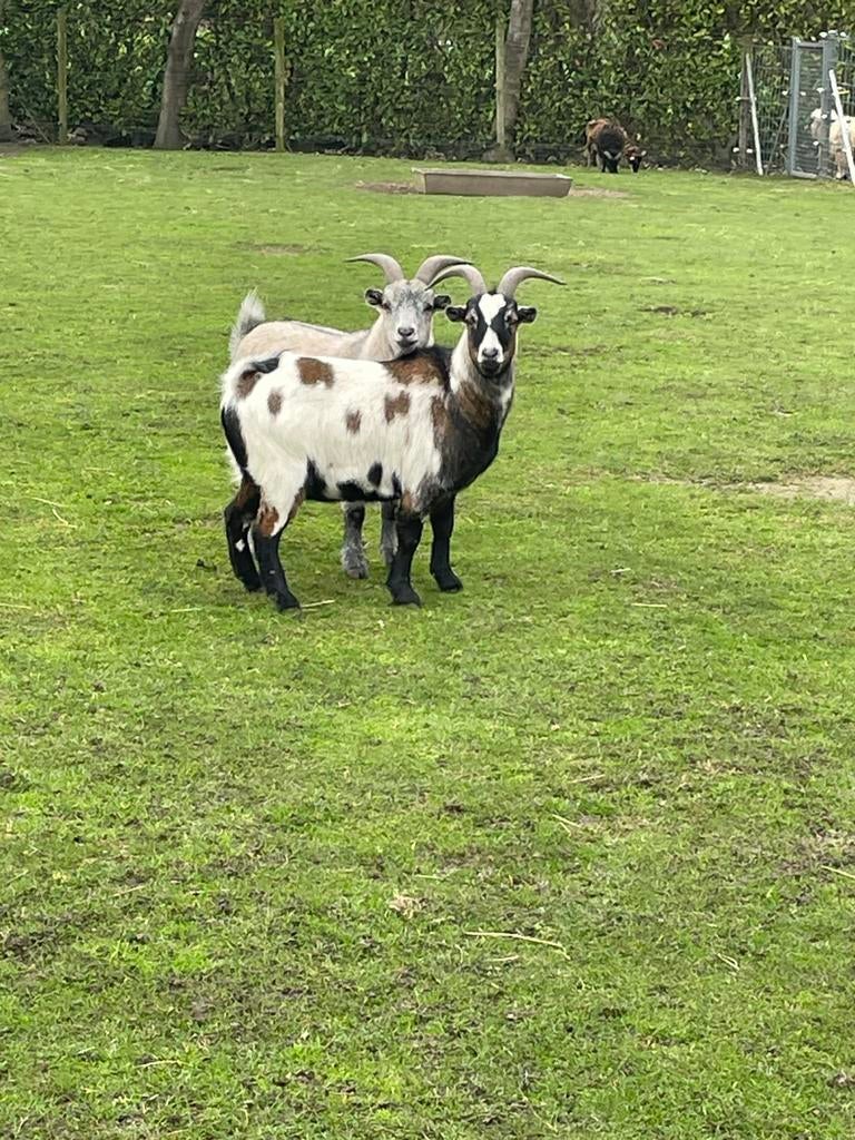 Geiten, Dieren en Toebehoren, Schapen, Geiten en Varkens, Geit, 0 tot 2 jaar