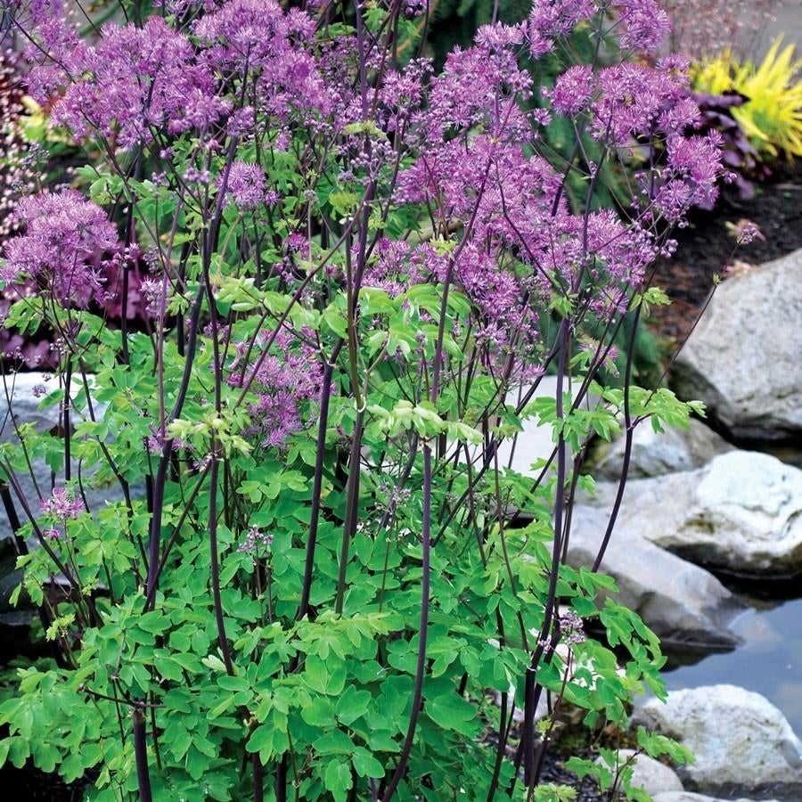 Sedum , Solidago ,Stokesia, Tuin en Terras, Planten | Tuinplanten, Vaste plant, Ophalen of Verzenden