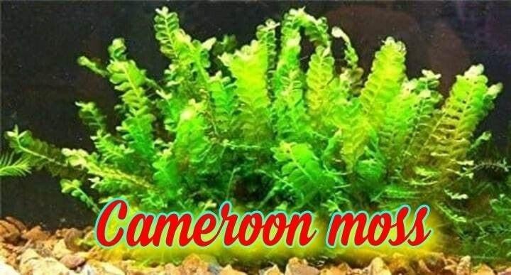 Groot assortiment aquarium mossen
