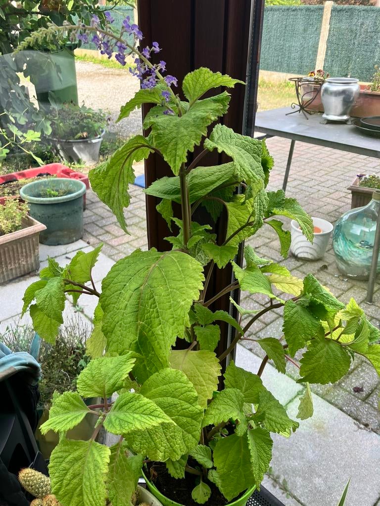 Reumaplant plectranthus, in de zomer mag hij buiten in de wi, Vaste plant, Halfschaduw, Zomer, Ophalen