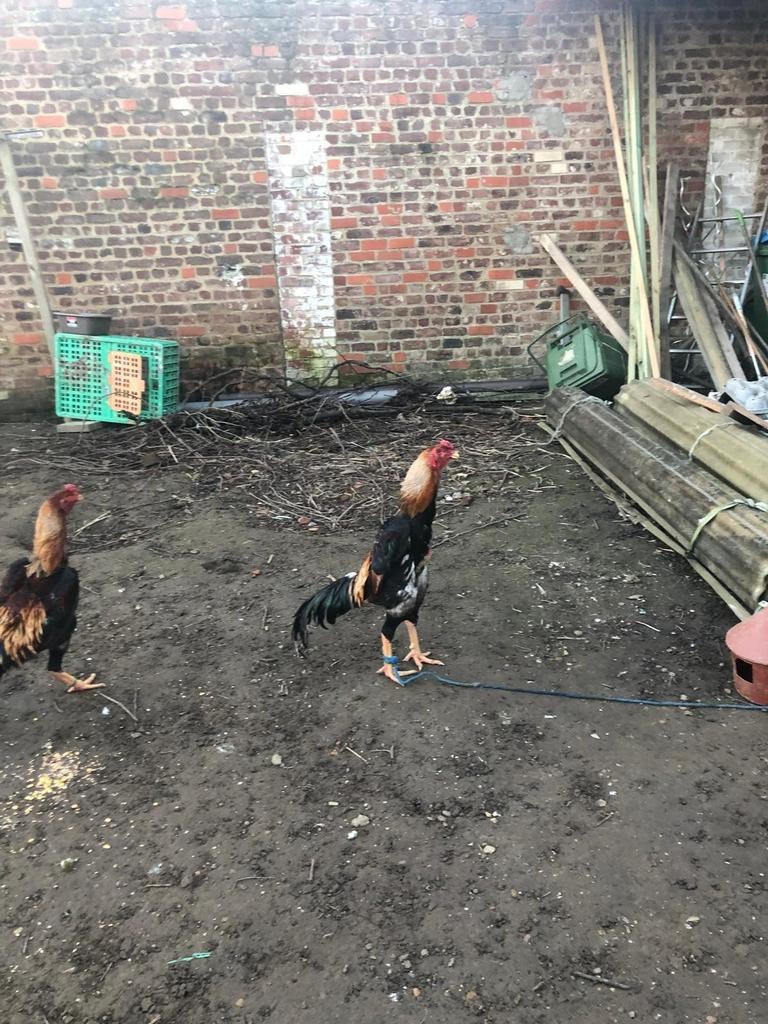Coq o shamo