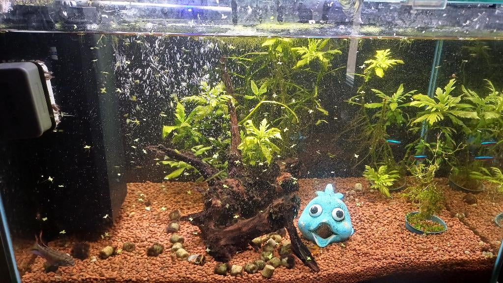 Aquarium, Animaux & Accessoires, Poissons | Poissons d'aquarium, Autres types, Poisson de mer