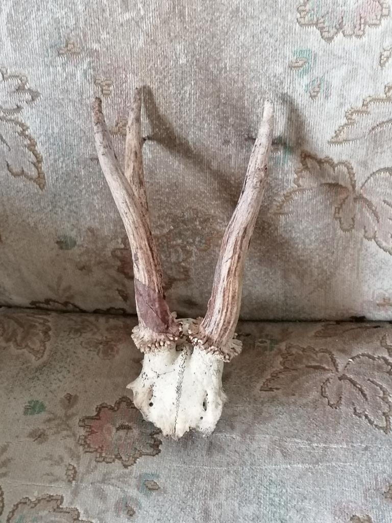 Bois chevreuil., Enlèvement ou Envoi, Utilisé, Crâne
