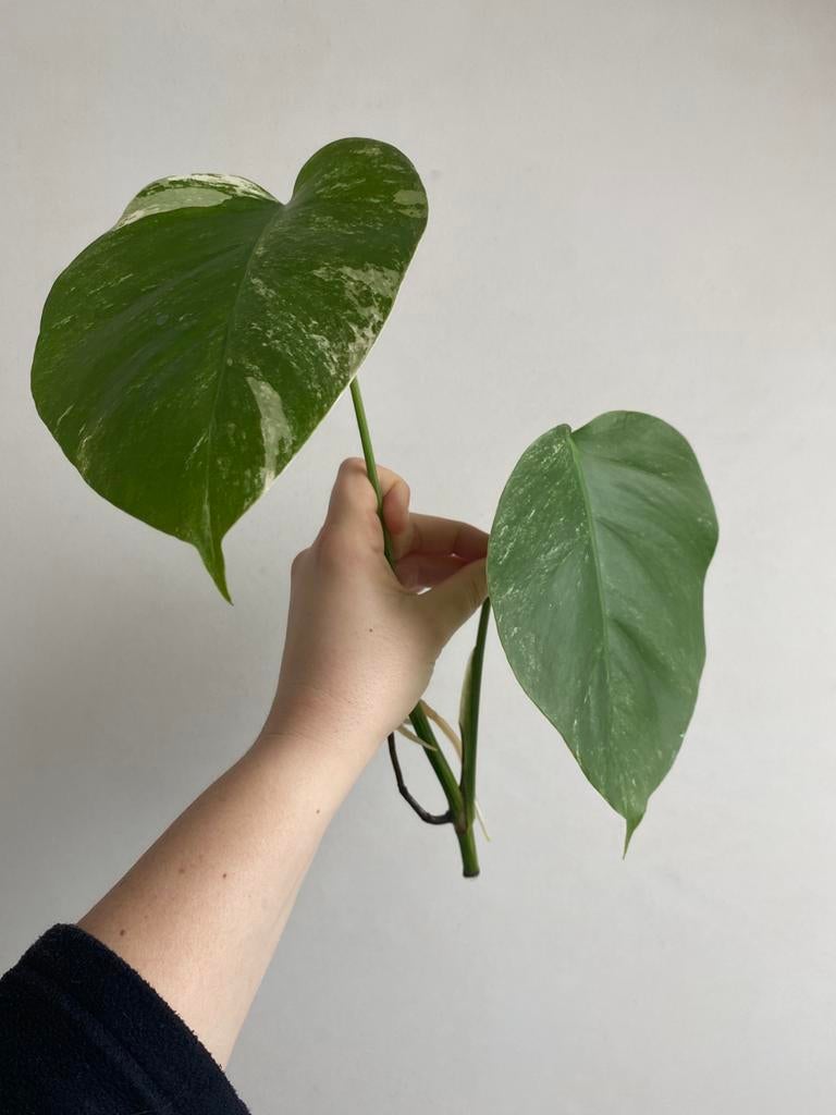 Monstera albo deliciosa #4, Huis en Inrichting, Kamerplanten, Ophalen of Verzenden