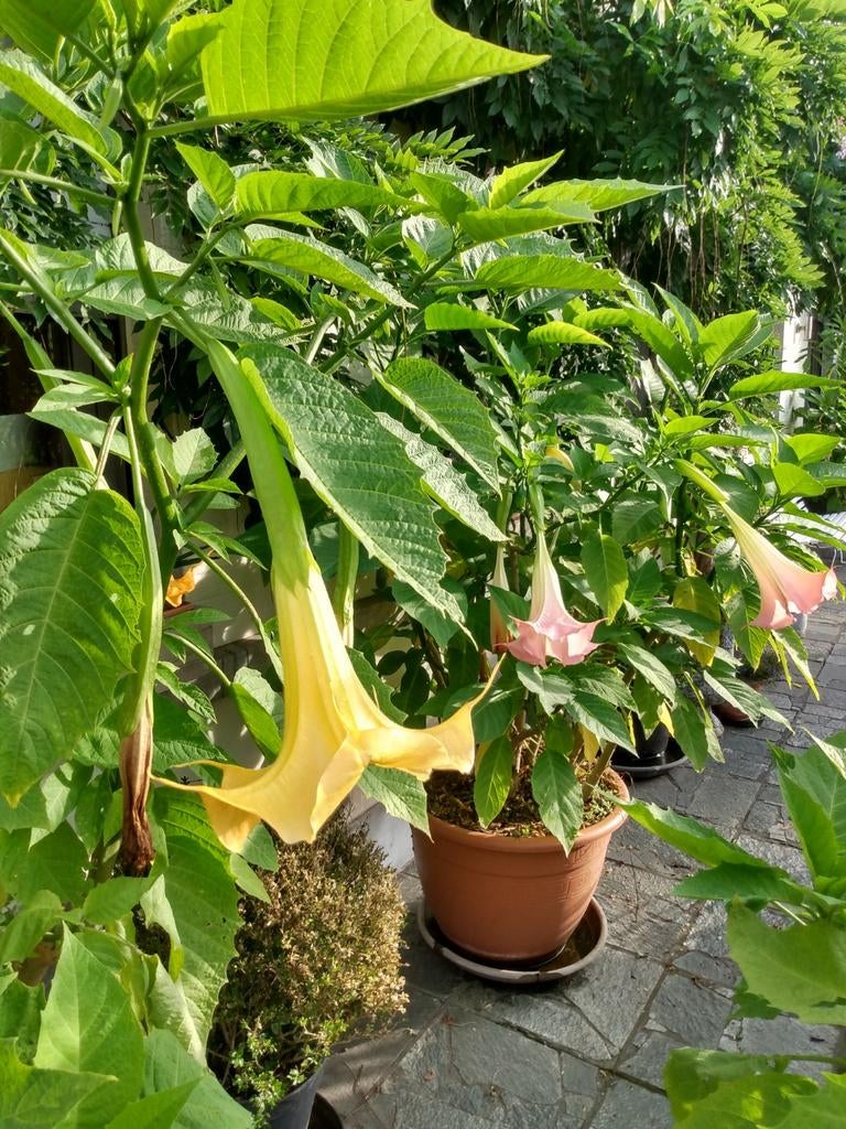 Daktura (; Fleur de trompette ), Jardin & Terrasse, Plantes | Jardin, Enlèvement