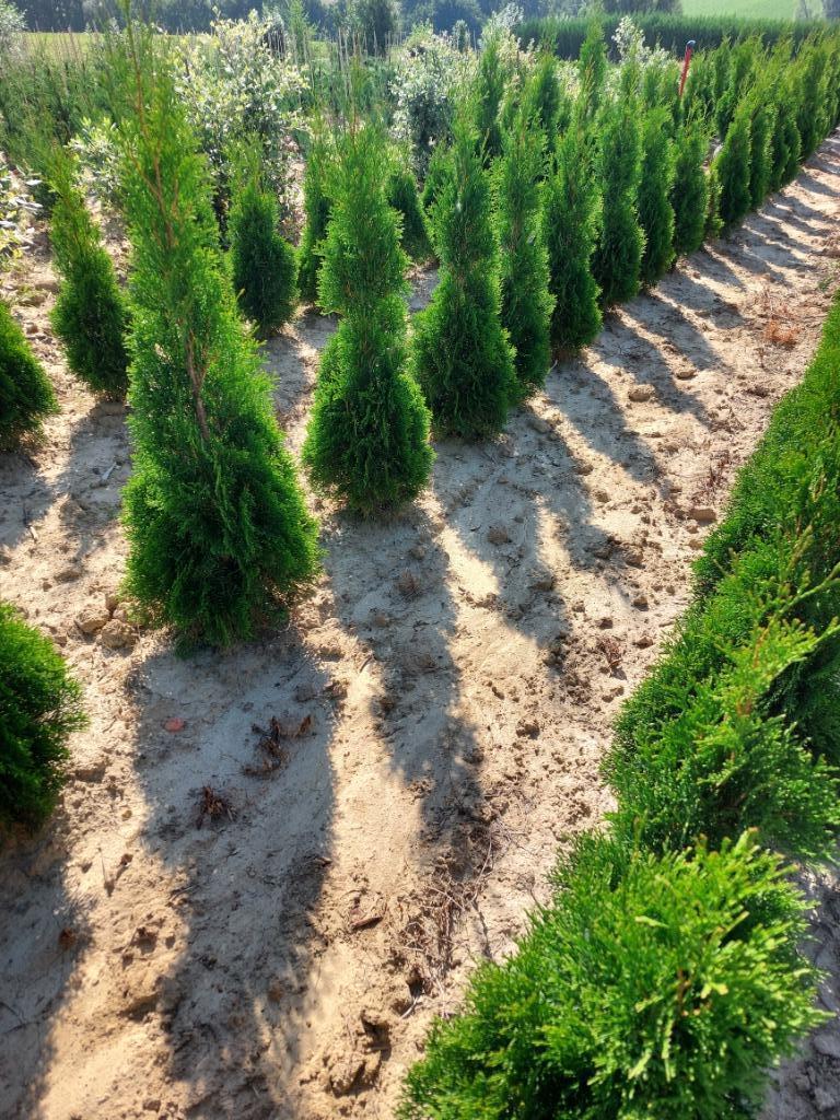 Conifeer/ Spar: Thuja smaragd of levensboom, Tuin en Terras, Ophalen, Conifeer, Haag, 100 tot 250 cm