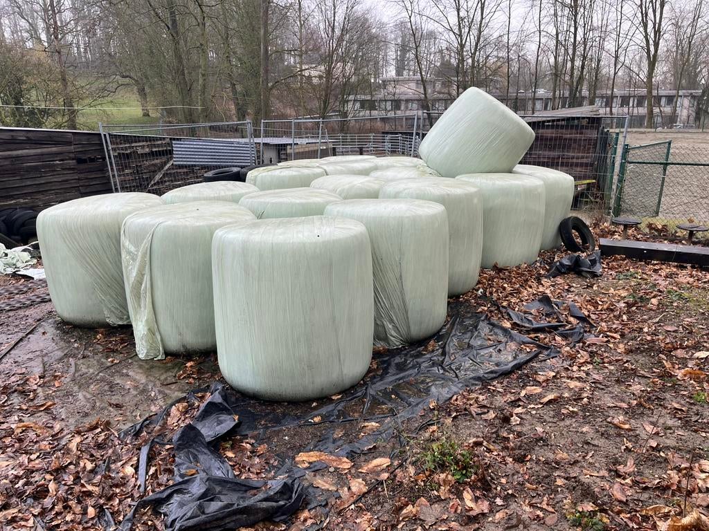 5 botten maïs te koop, Ophalen, Vee