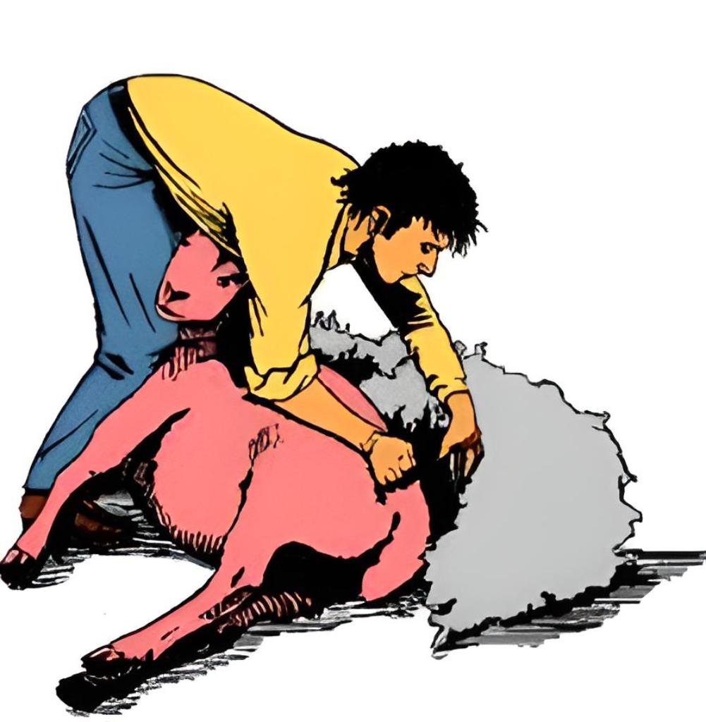 Scheren van schapen, Mouton