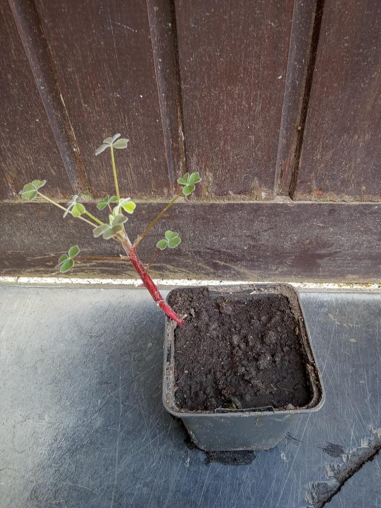 oca mexican red, Ophalen, Halfschaduw, Zomer, Groenteplanten