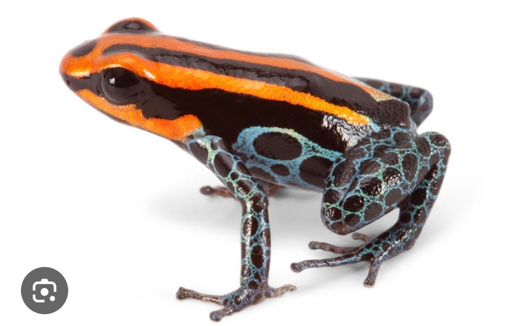 Op zoak naar een koppel Ranitomeya ventrimaculata, Amfibie, Tam