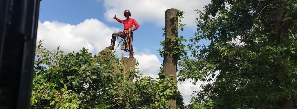 WEG BOOM < Boomvezorging - Bomen Snoeien / Verwijderen >, Tuin en Terras, Planten | Bomen, Overige soorten, 400 cm of meer, Volle zon