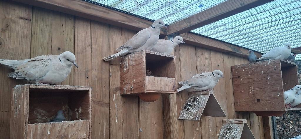 Duiven 8 euro per stuk, Dieren en Toebehoren, Vogels | Duiven, Overige soorten