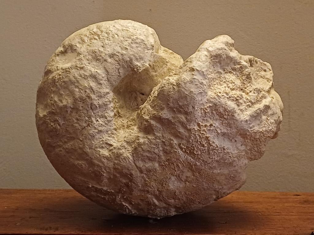 Ruwe dikke, grote en zware fossiele nautilus - prachtig stuk, Verzamelen, Mineralen en Fossielen, Ophalen of Verzenden, Fossiel