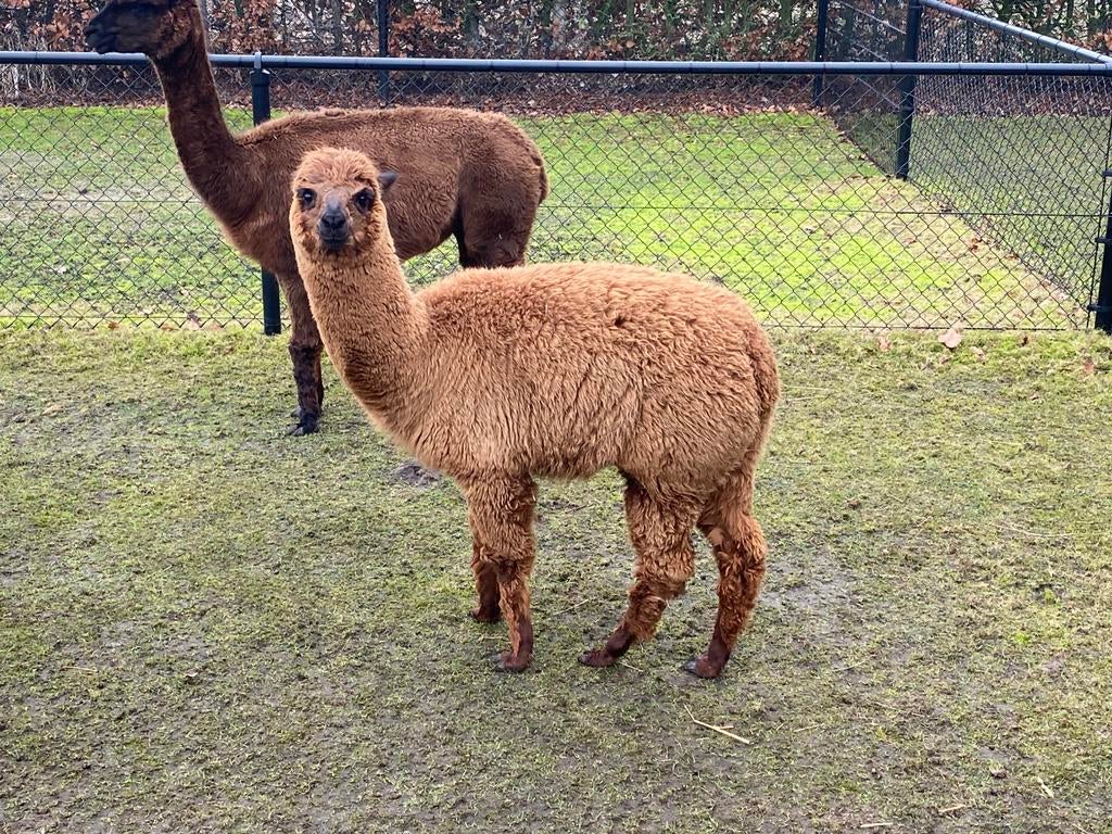 Alpaca merrie, Mai, Femelle