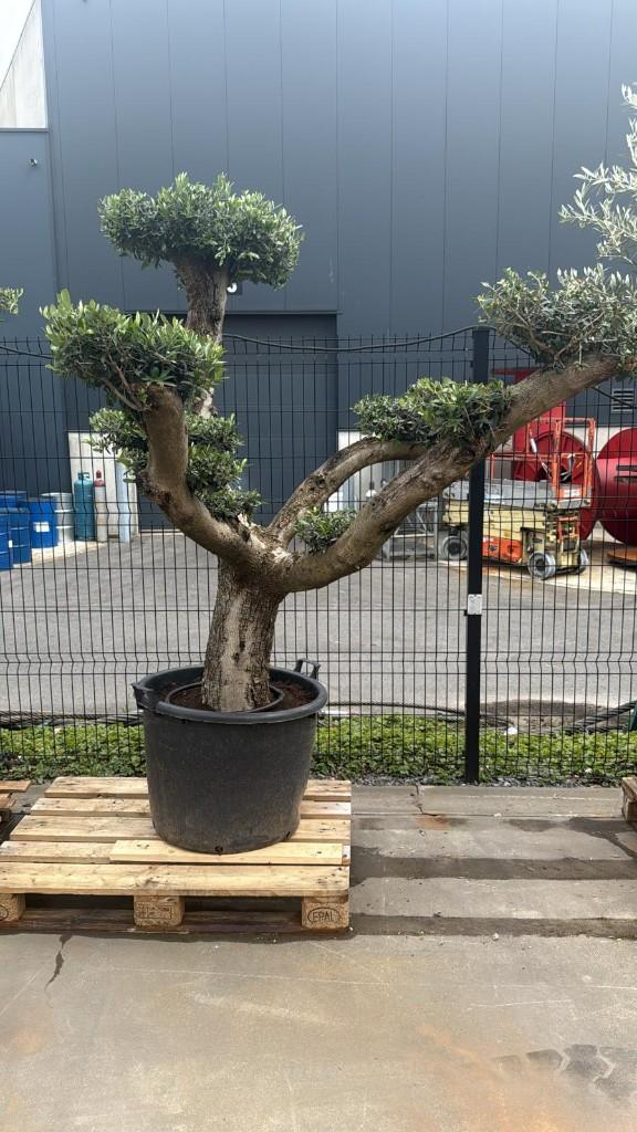 Olijfboom ponpon, Tuin en Terras, Planten | Bomen, Lente, 100 tot 250 cm, Olijfboom, Ophalen