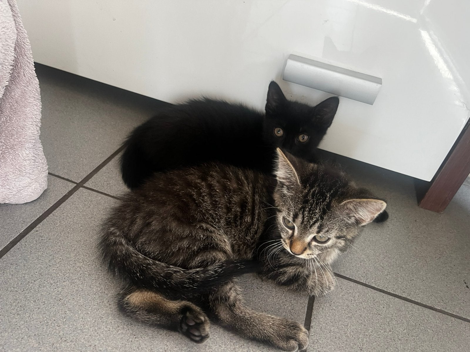 Kittens( halve brotse kortharen), Plusieurs animaux, À poils courts, 0 à 2 ans