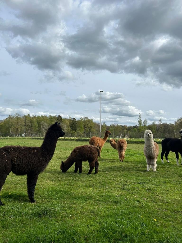 Alpaca veulens 4 jonge merrie's en 3 hengstjes, Mai, Plusieurs animaux
