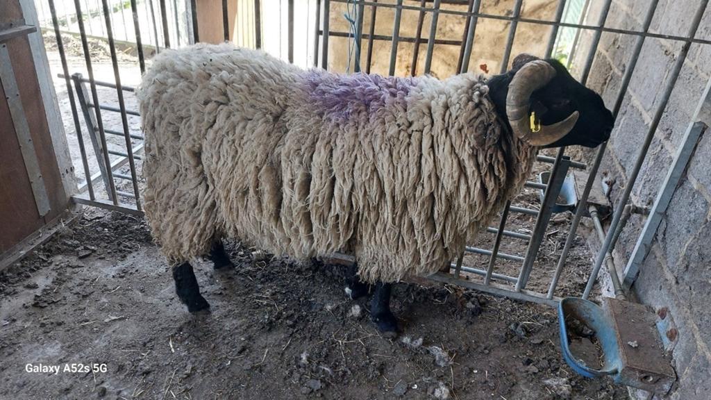 Laatste bok 1 jaar. 0472 83 54 55, Dieren en Toebehoren, Mannelijk, Schaap, 0 tot 2 jaar