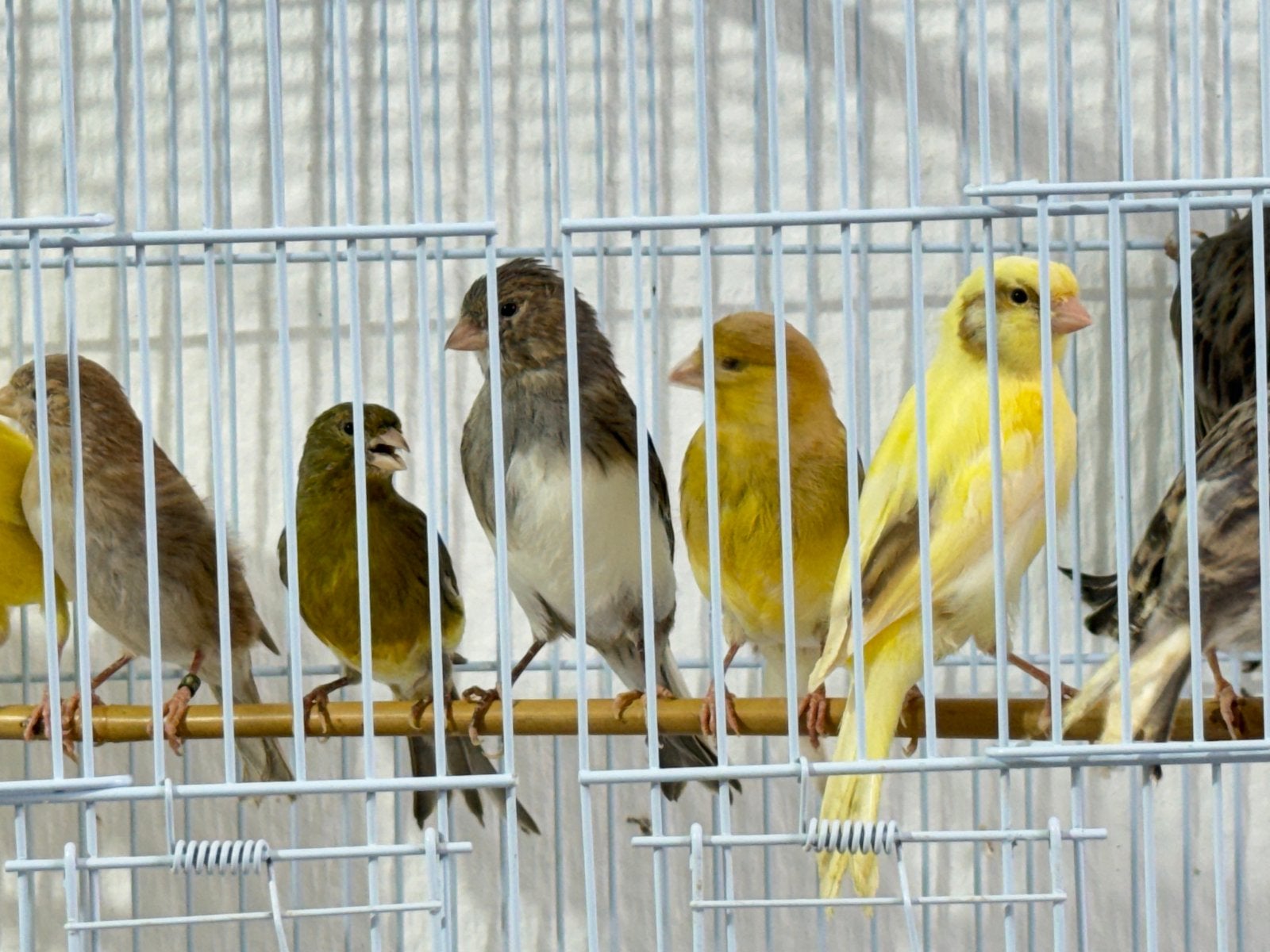 Canary te koop vanaf 2026