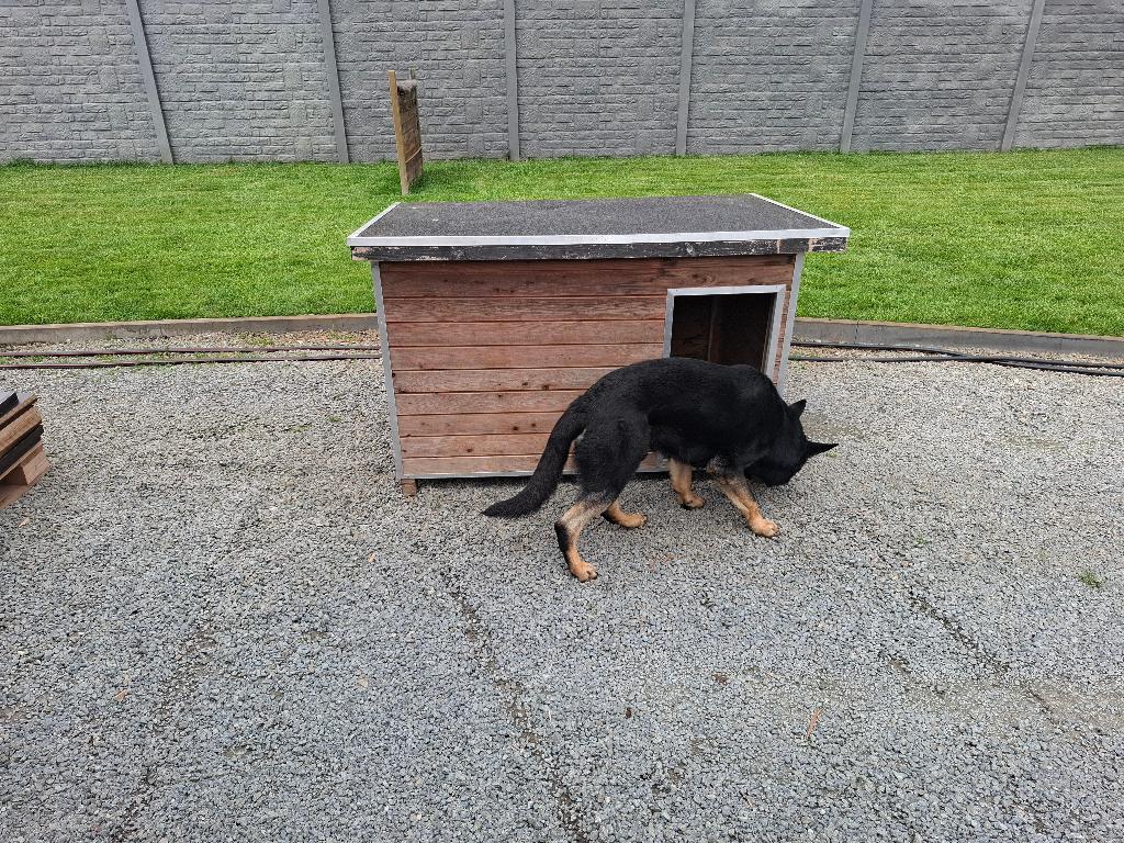 Hondenhok, Dieren en Toebehoren, Ophalen, Gebruikt