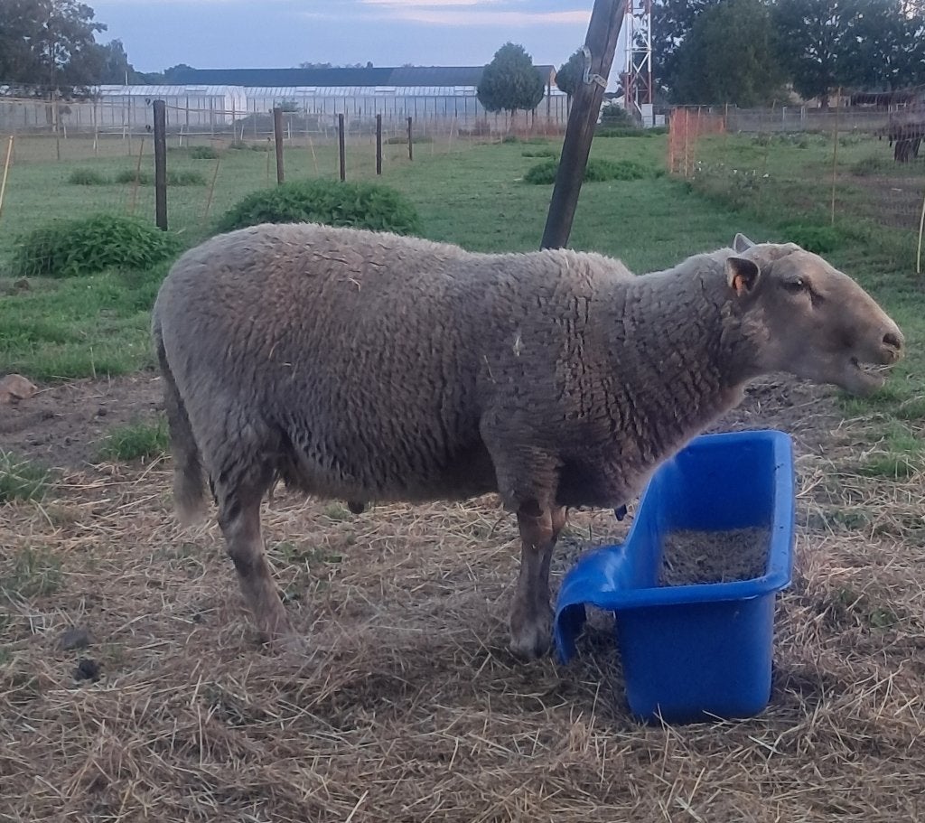 Dekram Lakens schaap, Mannelijk, Schaap