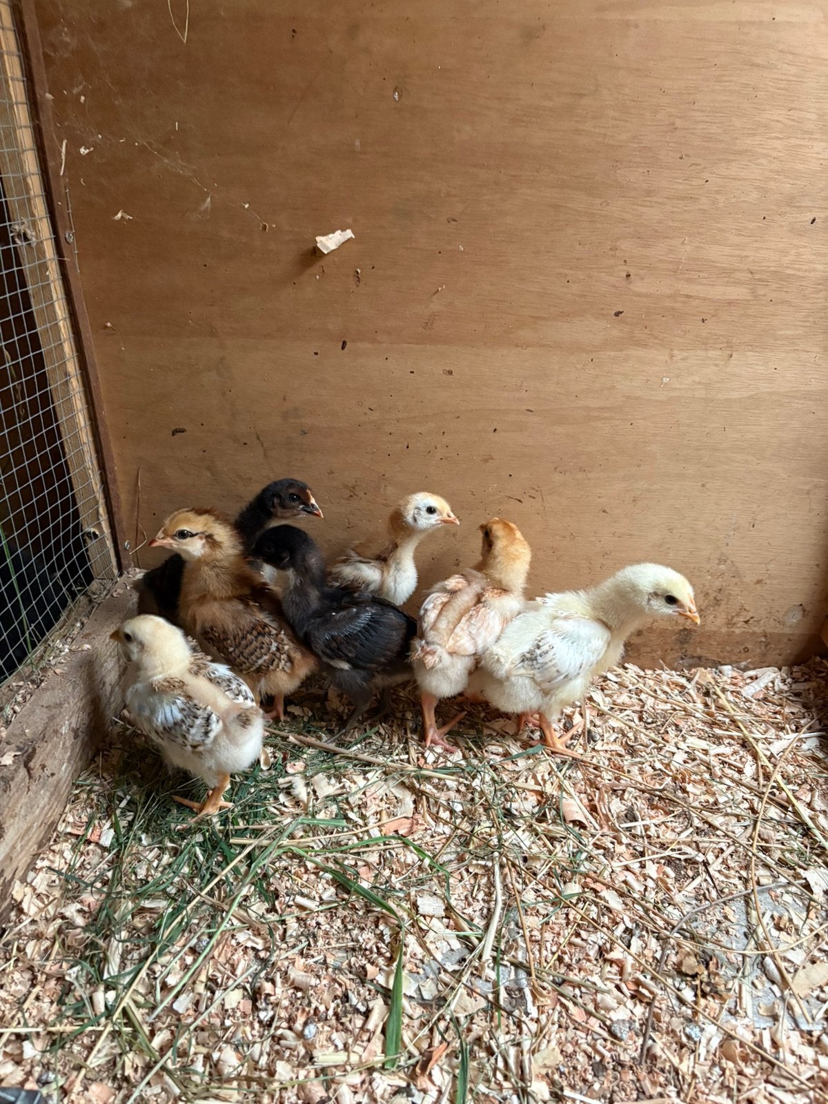 Jonge kuikens te koop 14 dagen oud