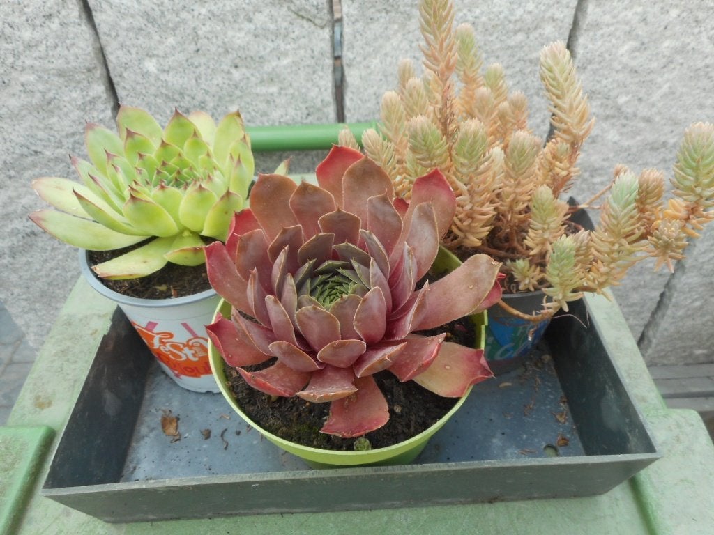 Planten, Tuin en Terras, Planten | Tuinplanten, Overige soorten, Volle zon, Vaste plant, Ophalen of Verzenden