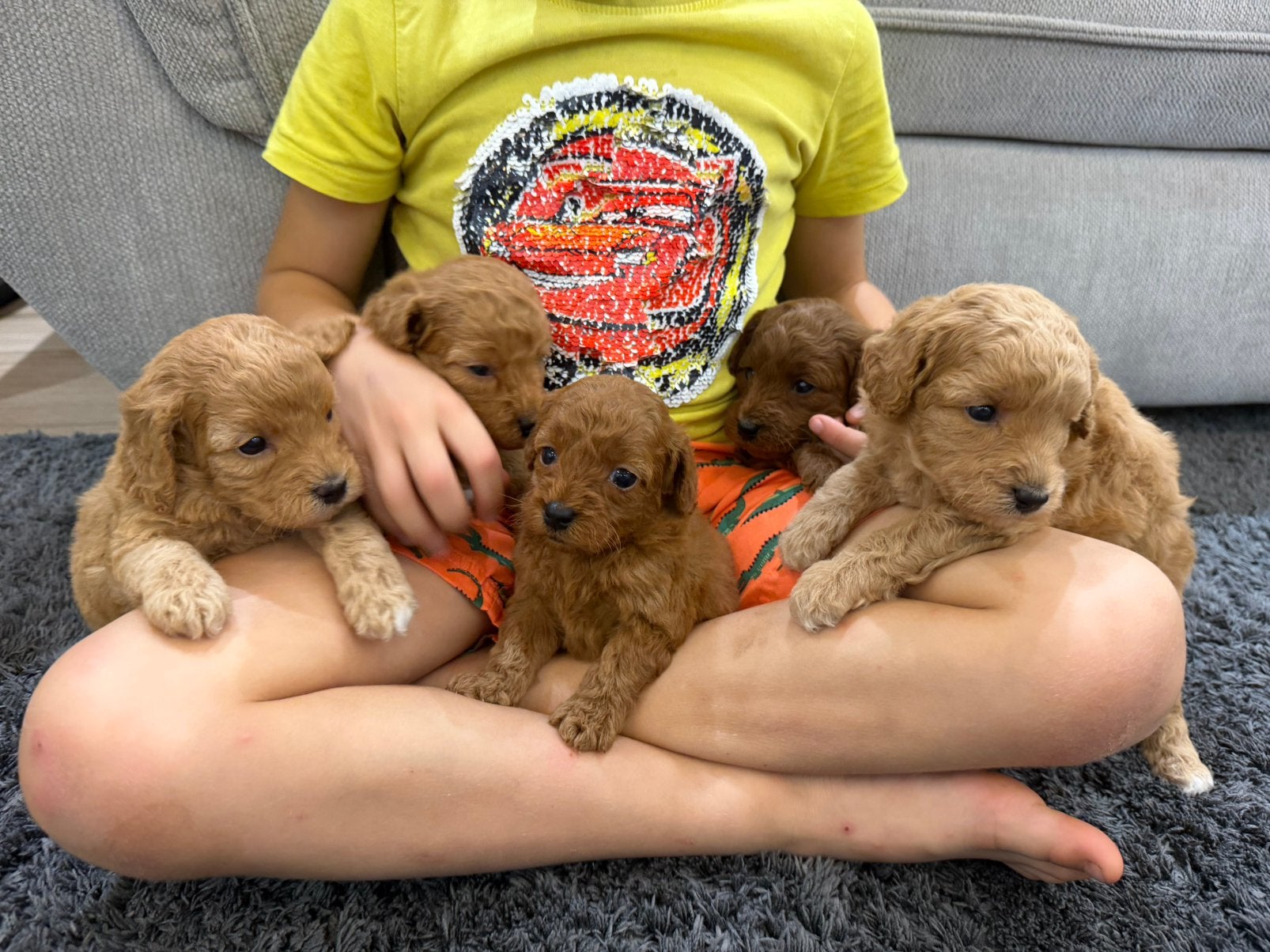 Dwergpoedelpups, Dieren en Toebehoren, Poedel, België, Fokker | Hobbymatig, CDV (hondenziekte)
