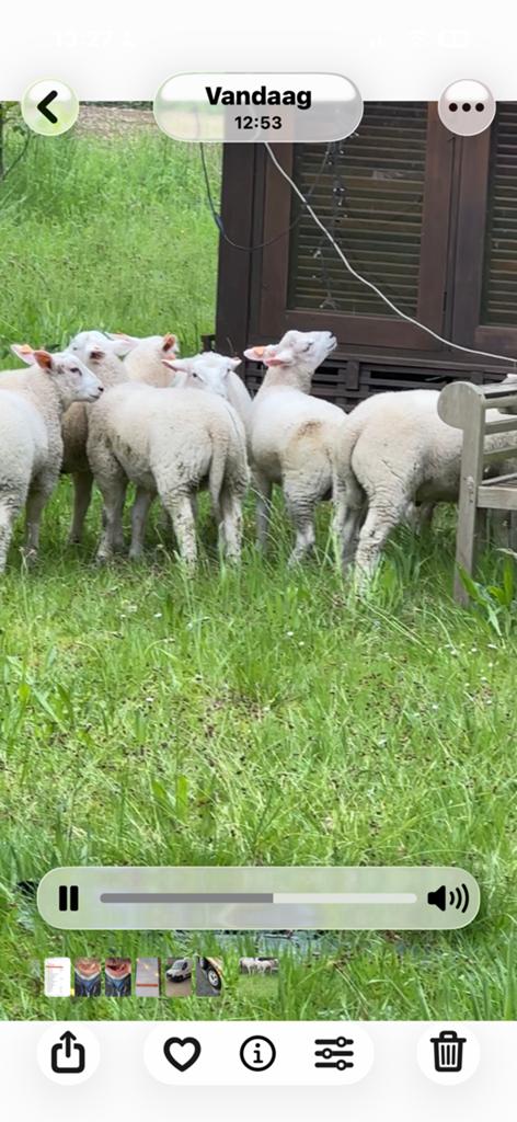 Cahier textile pour moutons 8 pièces