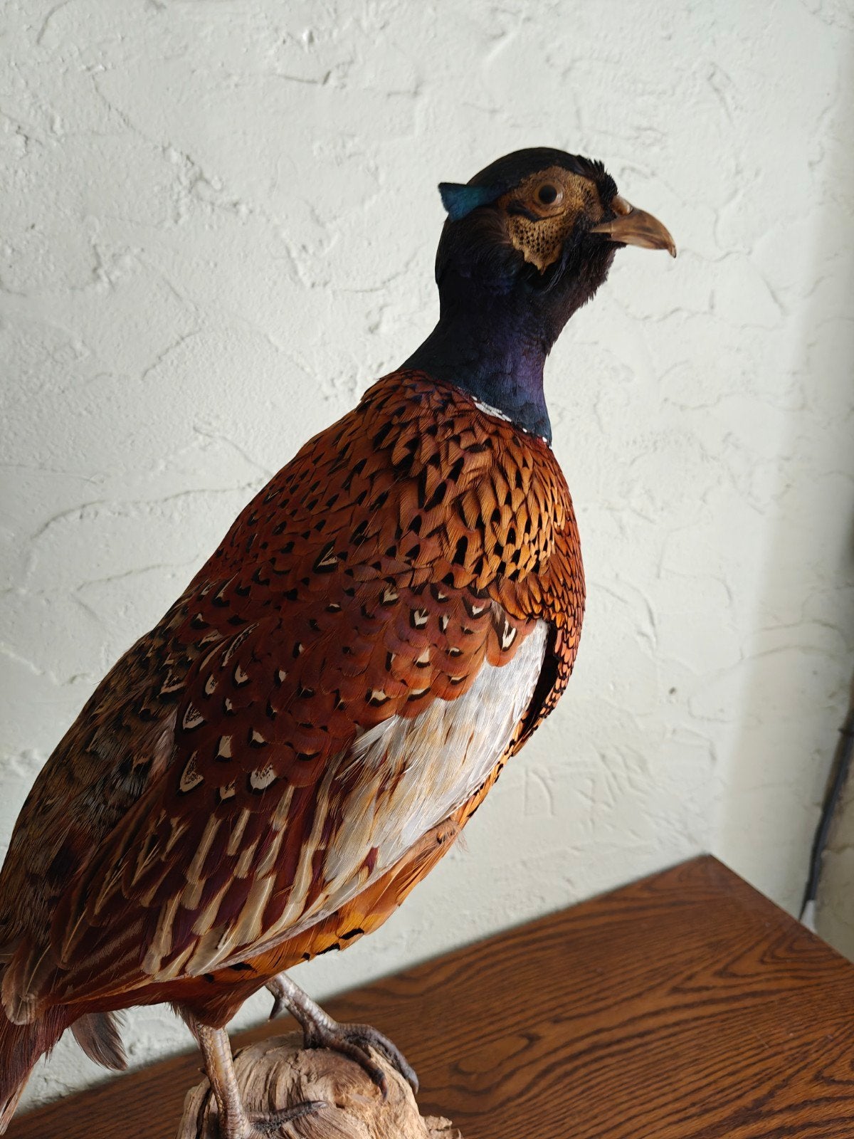 Taxidermie fazant, Enlèvement
