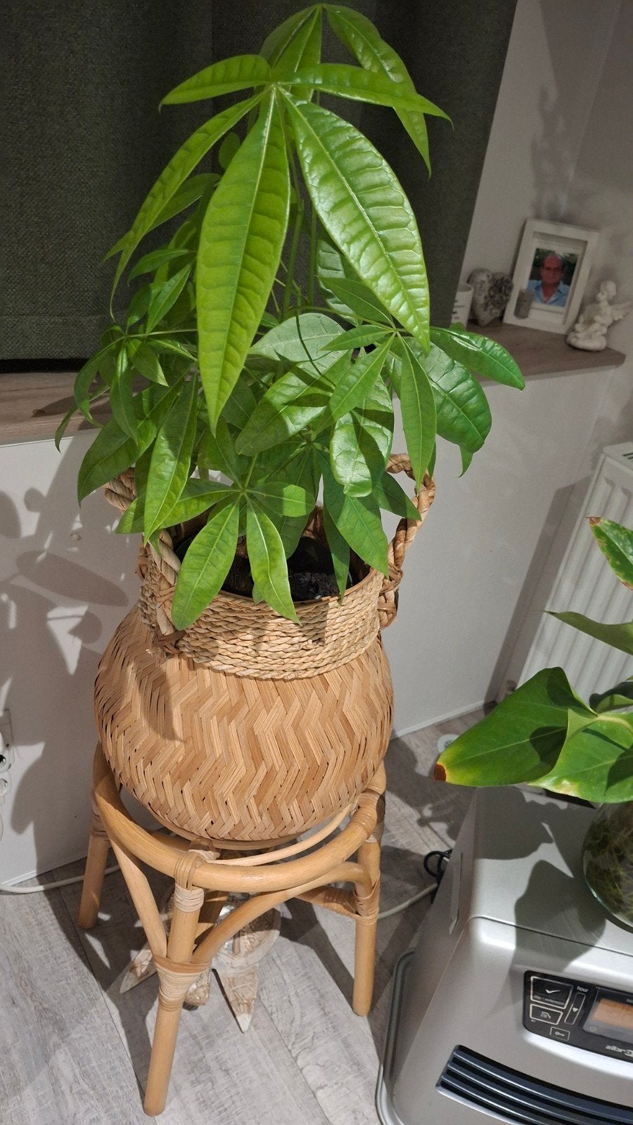 planten mand, Ophalen of Verzenden