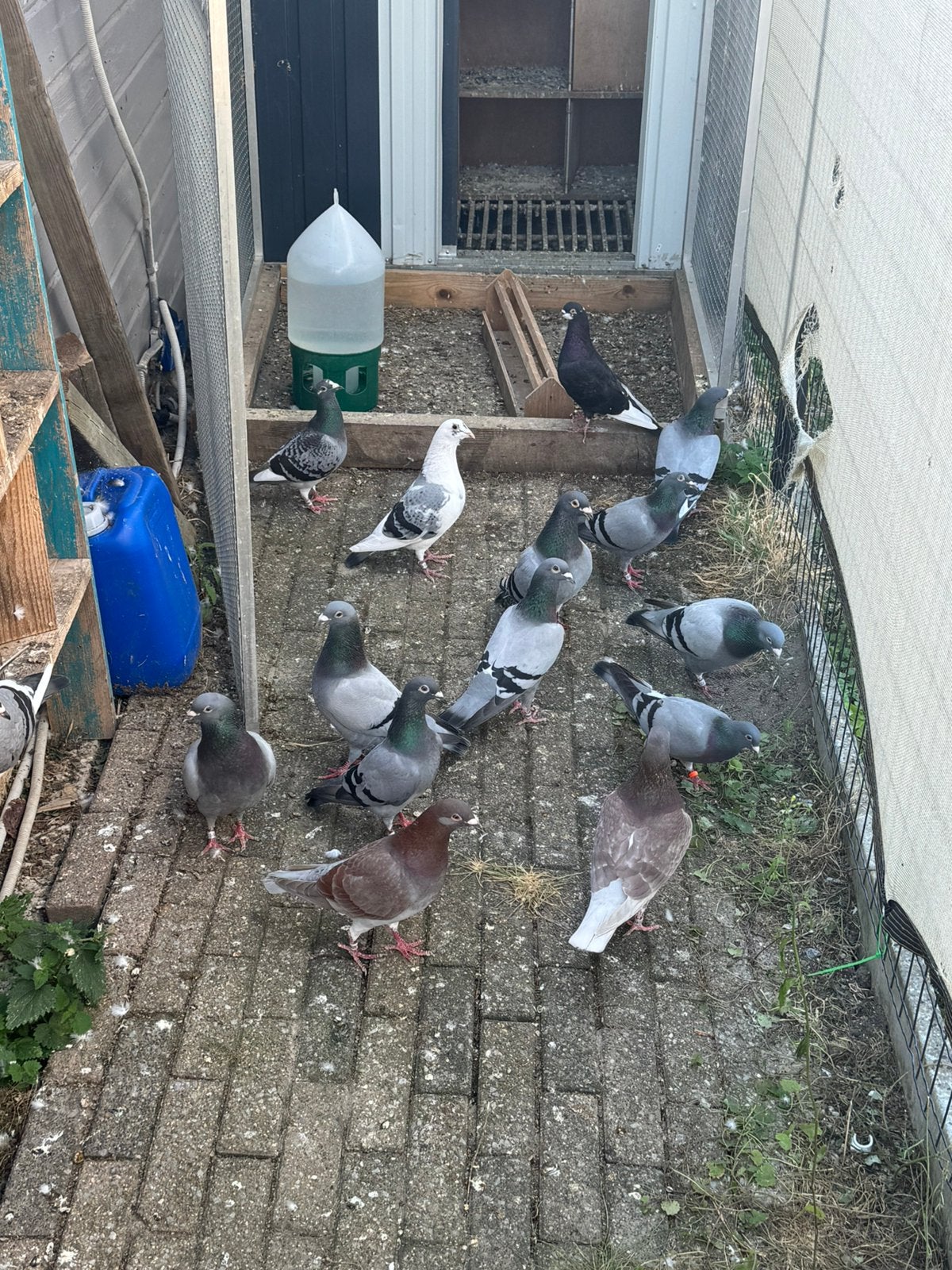 Mooie duiven te koop – verschillende kleuren, Dieren en Toebehoren, Vogels | Duiven