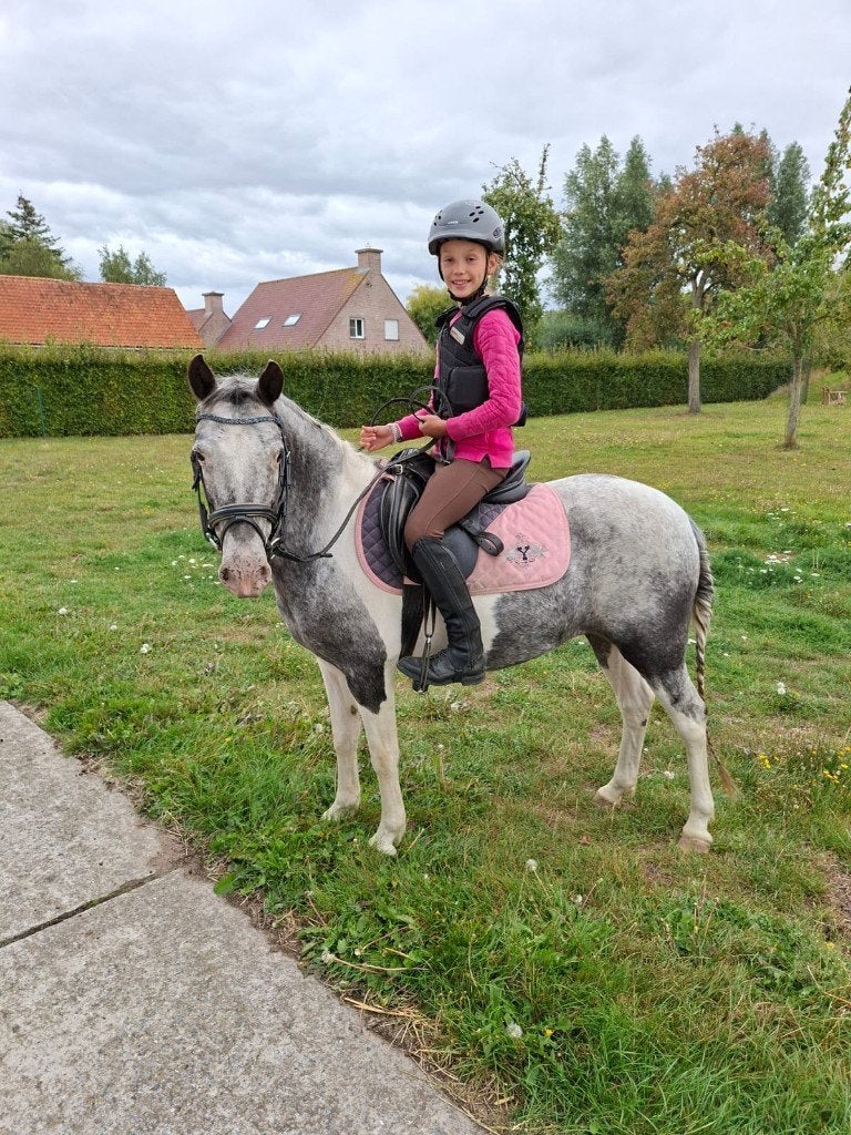 Pony merrie te koop, Dieren en Toebehoren, Merrie, Met stamboom, 7 tot 10 jaar, B pony (1.17m tot 1.27m)