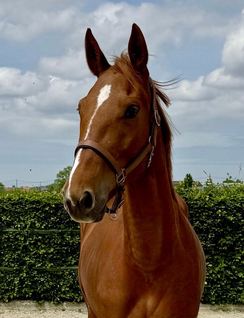4-jarige merrie met kwaliteit, Dieren en Toebehoren, Paarden, Merrie, Springpaard, Met stamboom, 3 tot 6 jaar