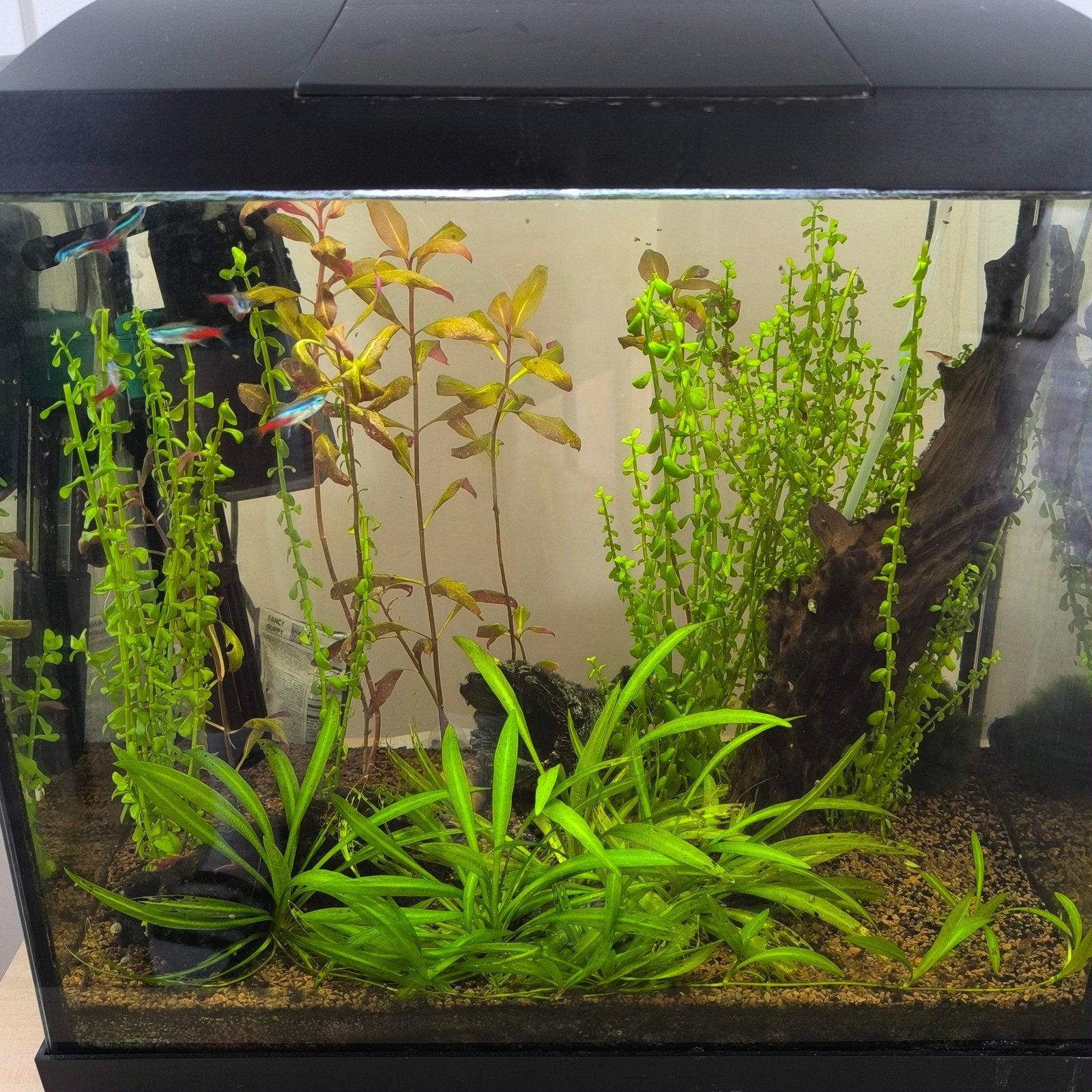 Aquarium + vissen (39liter), Dieren en Toebehoren, Ophalen, Superfish