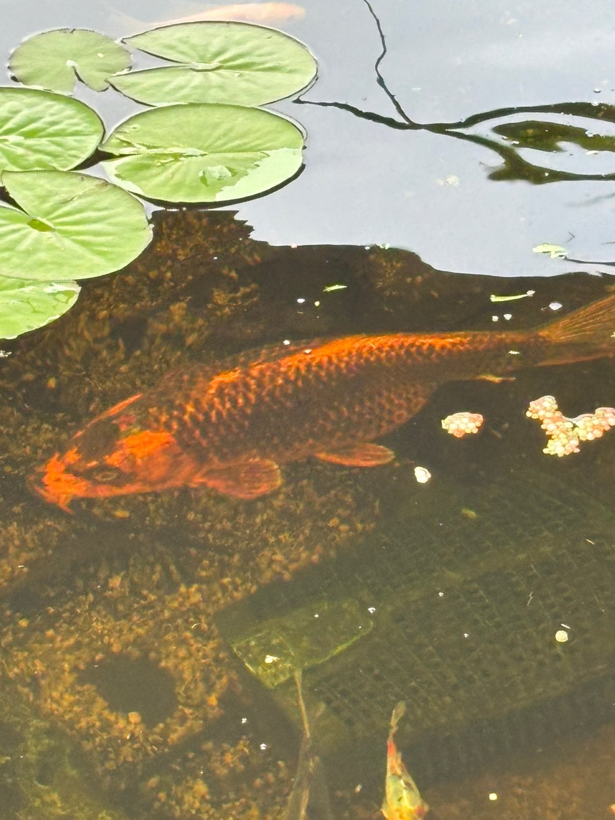 Vier koi’s te koop, Dieren en Toebehoren, Vis