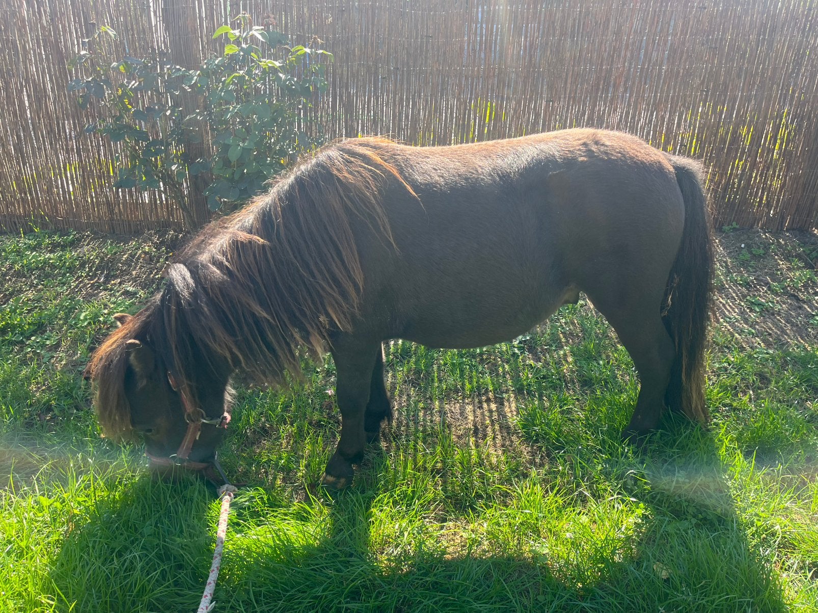 Mini shetlander appaloosa, Dieren en Toebehoren, Pony's