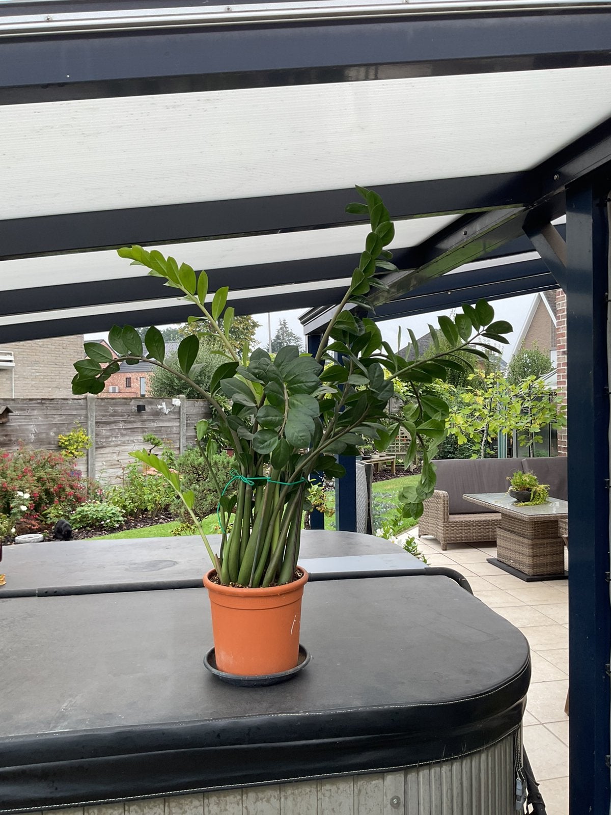 ZZ plant in prima conditie 1,2 hoog Zamioculcas zamiifolia, Groene kamerplant, Ophalen, 100 tot 150 cm