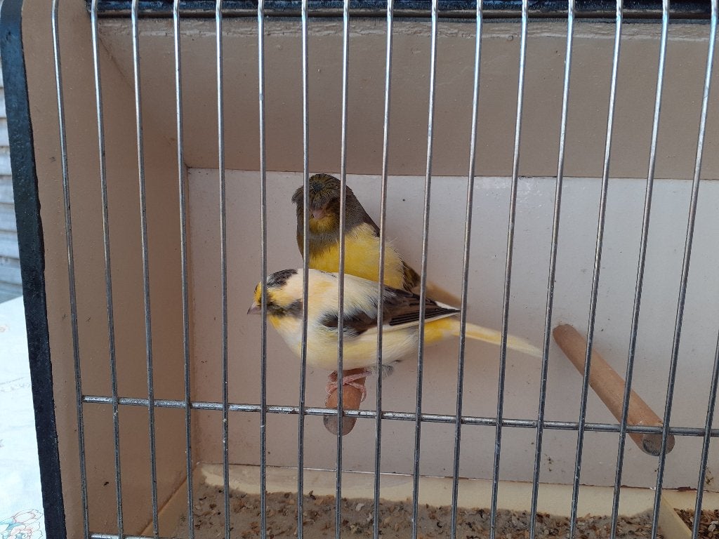 Gloster des Canaries, Animaux & Accessoires, Canari de posture