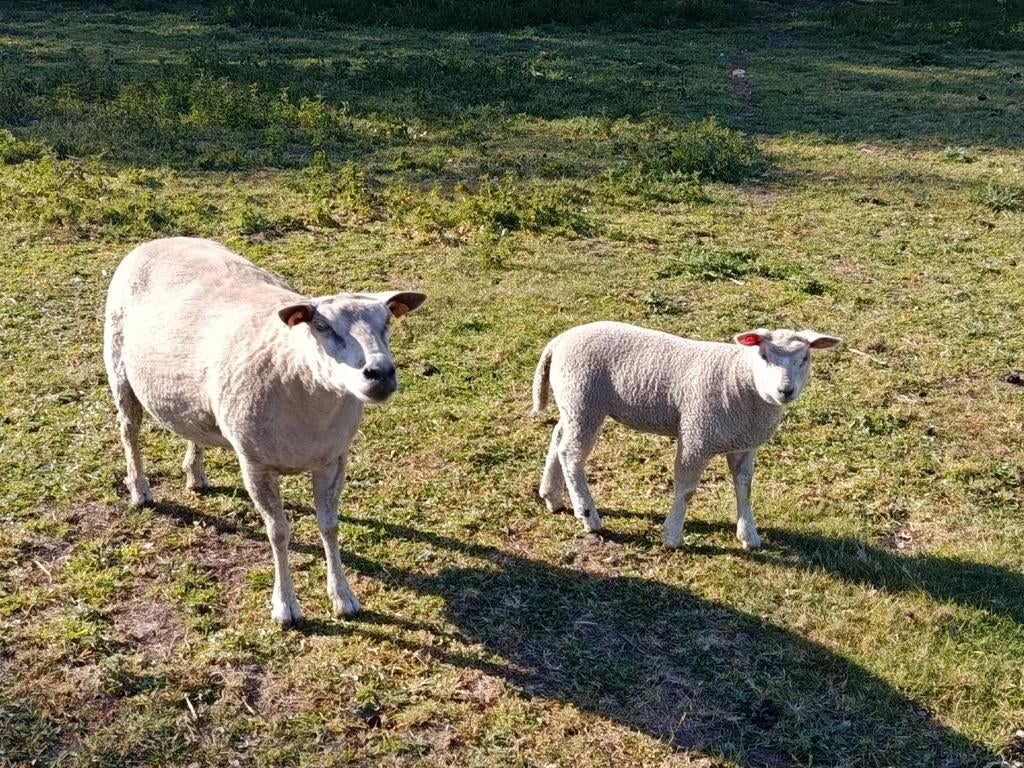 drie jarige ooi met ooilam, Dieren en Toebehoren, Schapen, Geiten en Varkens
