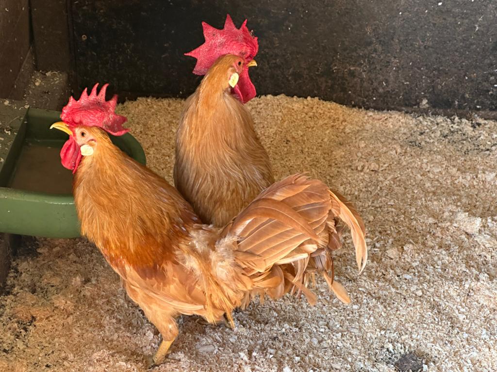 Leghorn kriel buff €70/trio, Dieren en Toebehoren, Pluimvee