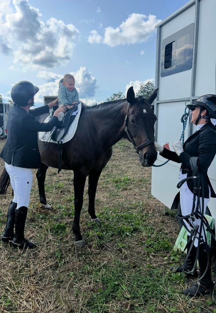 Renault paardencamionette te koop – B-rijbewijs, 2 paarden, Ophalen, Gebruikt, Aluminium, 2-paards trailer