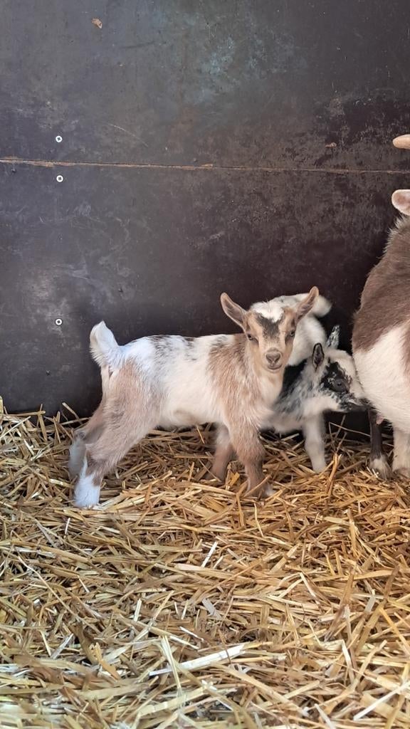 Licht choco bont hermelein bokje, Dieren en Toebehoren, Mannelijk, Geit, 0 tot 2 jaar