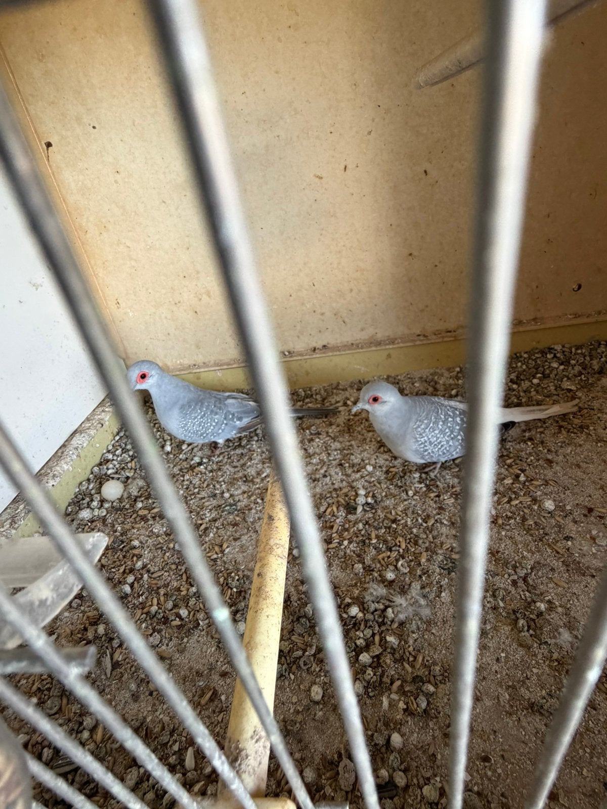 Diamantduifjes, Dieren en Toebehoren, Meerdere dieren, Overige soorten