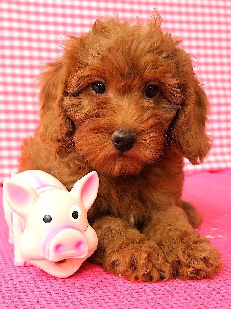 Des chiots Cavapoo super sympas !, 15 semaines à 1 an, Plusieurs animaux, Éleveur | Professionnel, Taille moyenne
