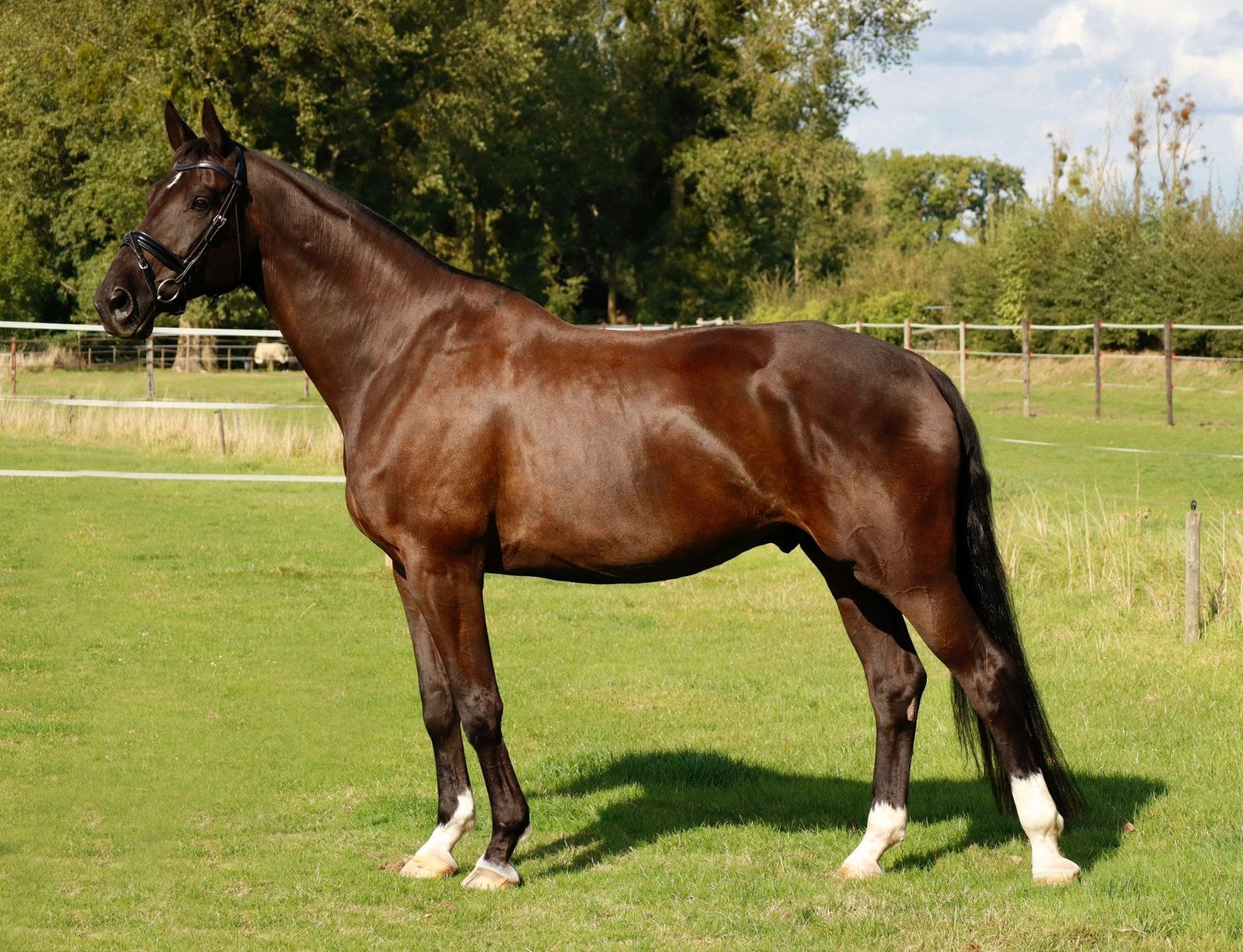 Recreatiepaard te koop, 175 cm of meer, Met stamboom, Ruin, L