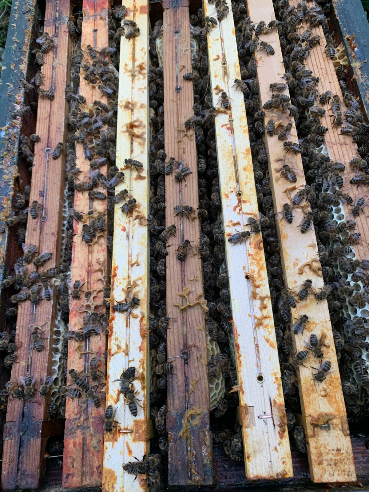 De fortes colonies d'abeilles sur des cadres simplex, Animaux & Accessoires, Insectes & Araignées, Abeilles